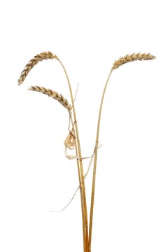 Dry ripe ears wheat grain isolated on white, with clipping path