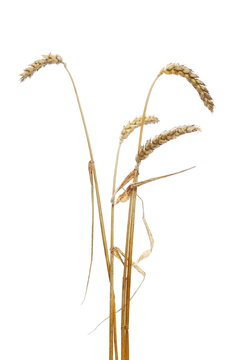 Dry ripe ears wheat grain isolated on white, with clipping path