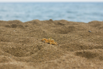 Sand crab walking on the beach