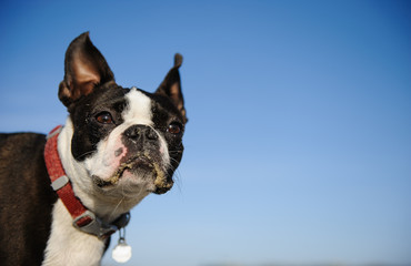 Boston Terrier dog outdoor portrait wearing red collar against blue sky - Powered by Adobe