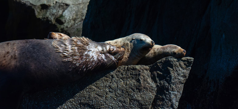 Bull and two sow sealions on a rock