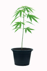marijuana plant soil  pot on white isolate background clipping path