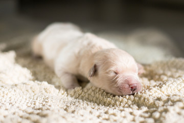 Portrait of Four days old cute golden retriever puppy is lying on the blanket. White cute Newborn pup is sleeping