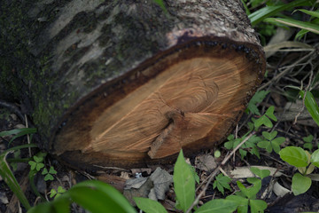 Tronc d'arbre