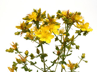 Johanniskraut, Hypericum, Perforatum