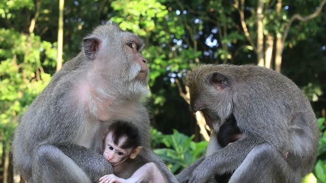 Monkey family at sacred monkey forest in Ubud, island Bali, Indonesia. Close up