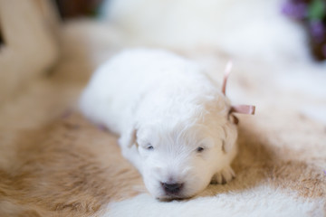 Close-up image of lovely white fluffy pup with beige ribbon