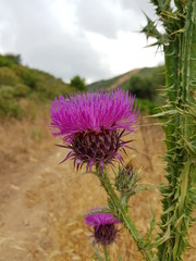Cardo selvatico