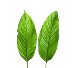 Fototapeta premium Beautiful tropical Spathiphyllum leaves on white background