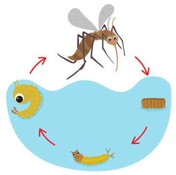 Life Cycle of the Mosquito