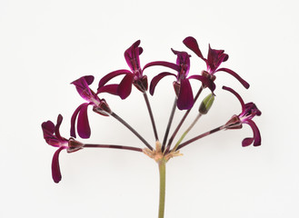 Kapland-Pelargonie, Umckaloabo, Pelargonium, sidoides