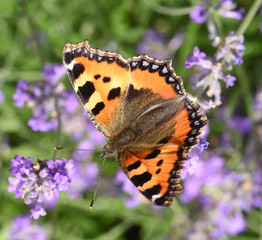 Naklejka premium Kleiner Fuchs, Aglais urticae, Schmetterling,
