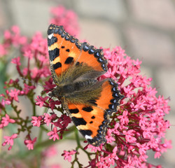 Kleiner Fuchs, Aglais urticae, Schmetterling,