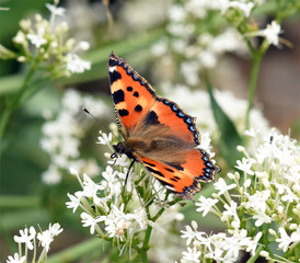 Kleiner Fuchs, Aglais urticae, Schmetterling,
