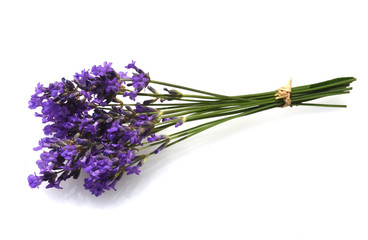 Fototapeta premium Lavendel, Lavendula, angustifolia, Heilpflanze