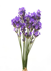 Naklejka premium Lavendel, Lavendula, angustifolia, Heilpflanze