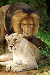 male and female lions