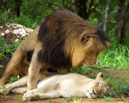 mating lions africa