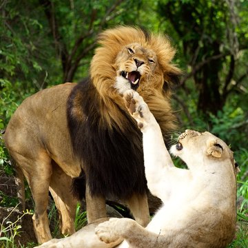 male and female lion fighting