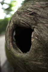 tronc d'arbre
