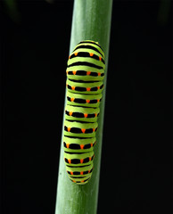 Raupe, Schwalbenschwanz, Papilio, machaon,
