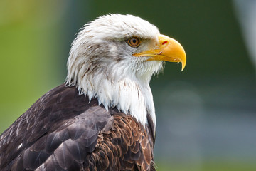 Bald eagle