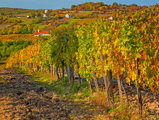 Fototapeta na wymiar Nice vineyard in autumn
