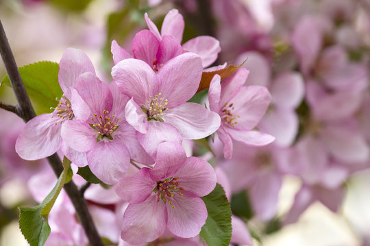Apple tree branch with pink flowers close-up