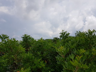 Obraz premium Lentischio