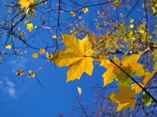 Naklejka na ściany i meble Sunny autumn day last yellow leaves hanging on tree branches