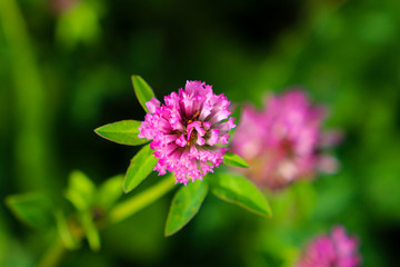 Lovely purple summer flower