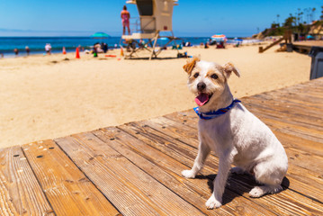 Jack Russell Terrier having fun on the beach boardwalk