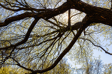 Tree branch in spring with green leaves on the background of the sun and blue sky