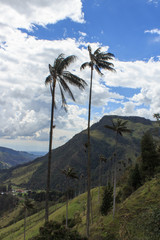 Fototapeta na wymiar Valle de Cocora, salento colombia