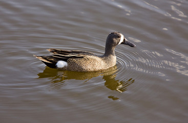Blue Winged Teal