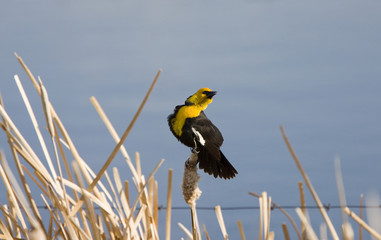 Yellow Headed Blackbird