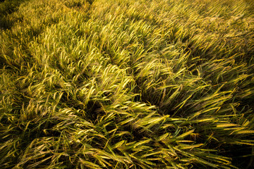 Sunset in the wheat field