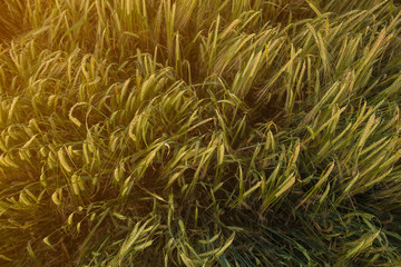 Sunset in the wheat field