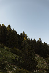 High mountain pines