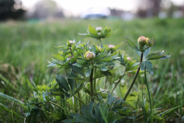 wild spring flower in a field