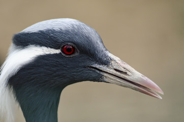 Demoiselle crane head side view