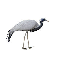 Demoiselle crane isolated on white background