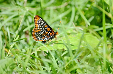 Baltimore Checkerspot Butterfly