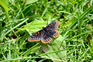 Baltimore Checkerspot Butterfly