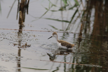 Little chick black-winged stilt among in deep water ...