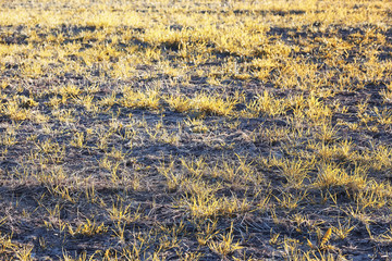 Autumn nature. Leaves and bushes with the yellow leaves in the p