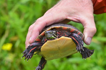 Eastern Painted Turtle, up close