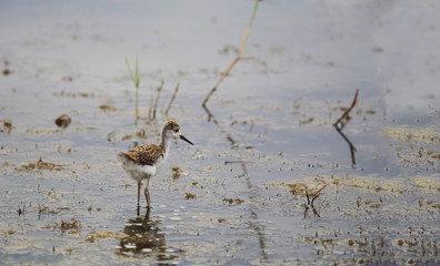Little chick black-winged stilt among the swamp in shallow water in search of food....