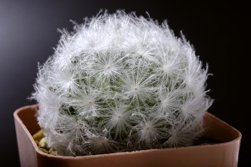 Closeup shot of soft light feather cactus