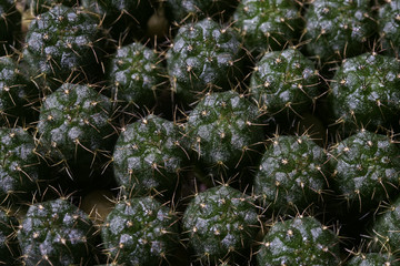 Closeup shot piles of small thorny cactus